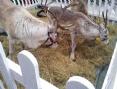 Reindeer Feeding
